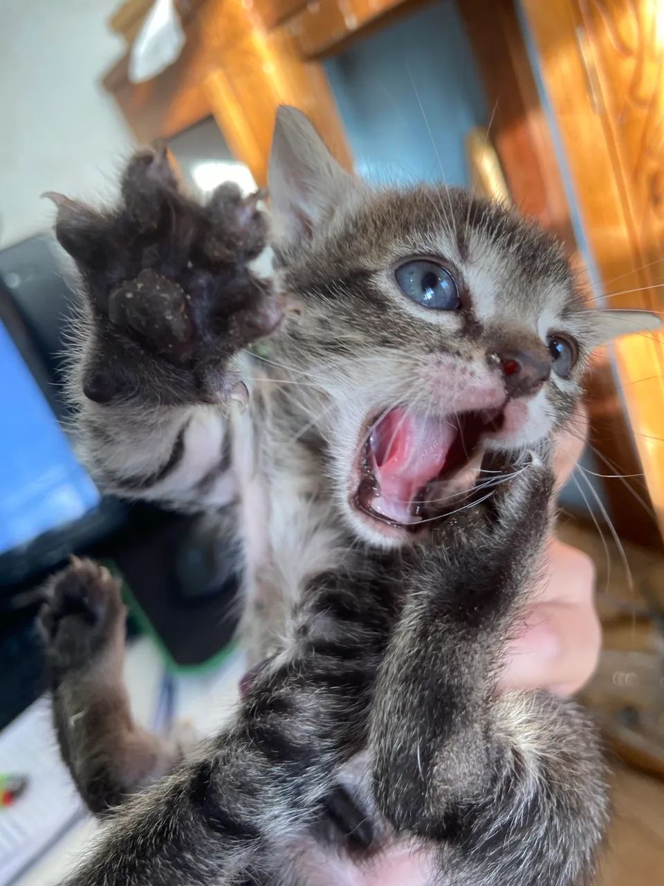 Doação filhotes gatinhos  - Foto 4