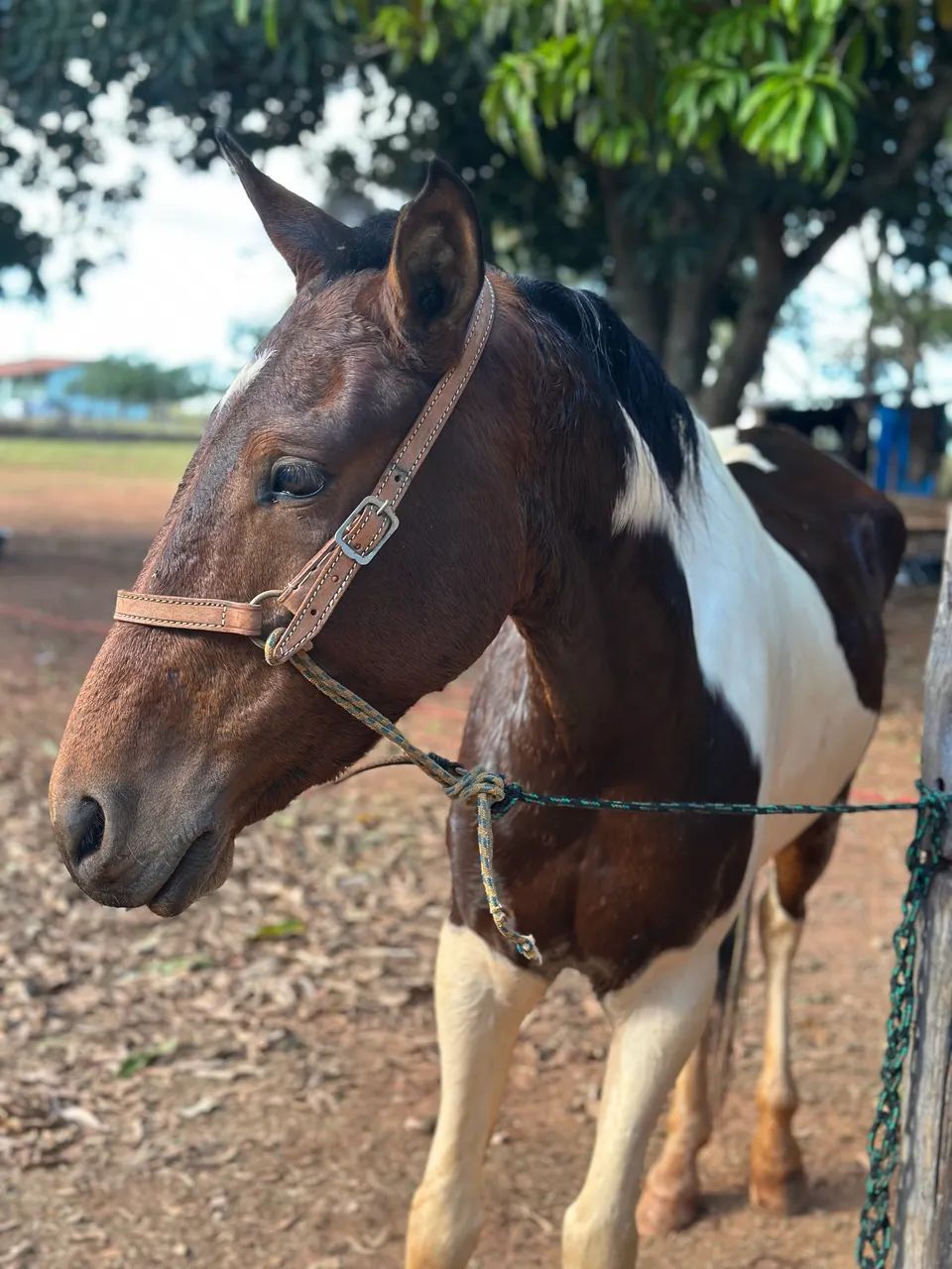 Vendo  cavalo pampa  mangalarga  - Foto 4