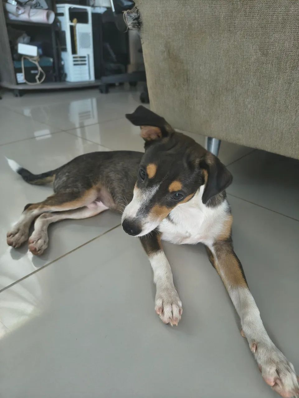 CACHORRO PARA ADOÇÃO  - Foto 2