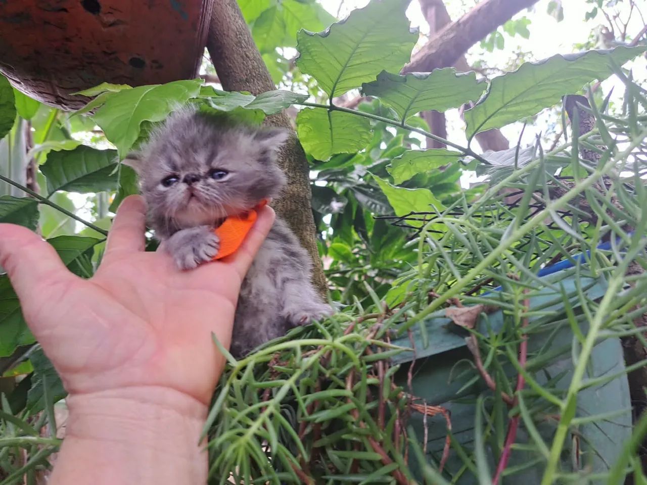 Gato persa cinza @elisandrapet - Foto 4