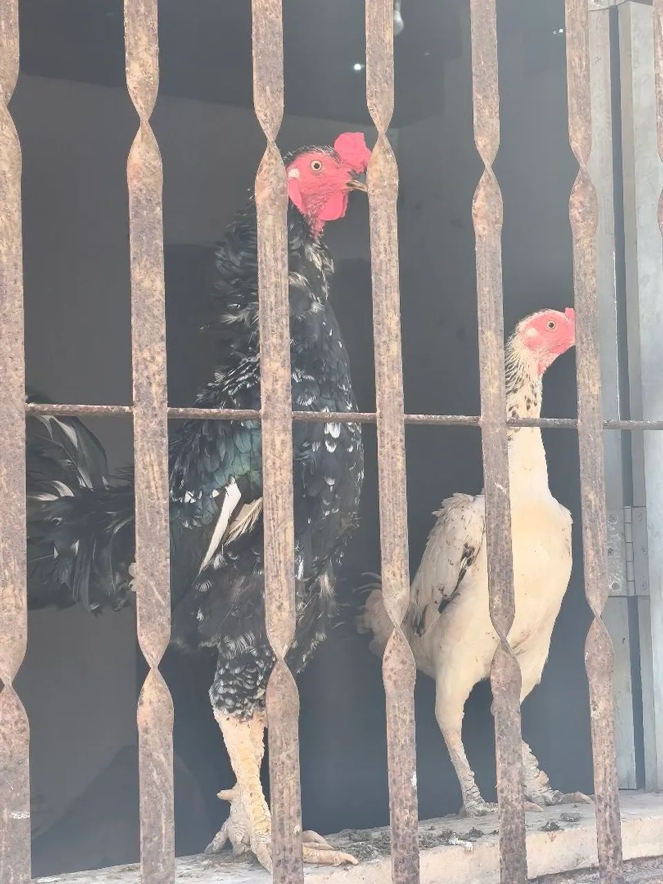 Frango 