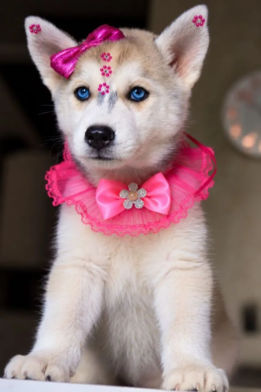 Husky parcelamos  - Foto 3