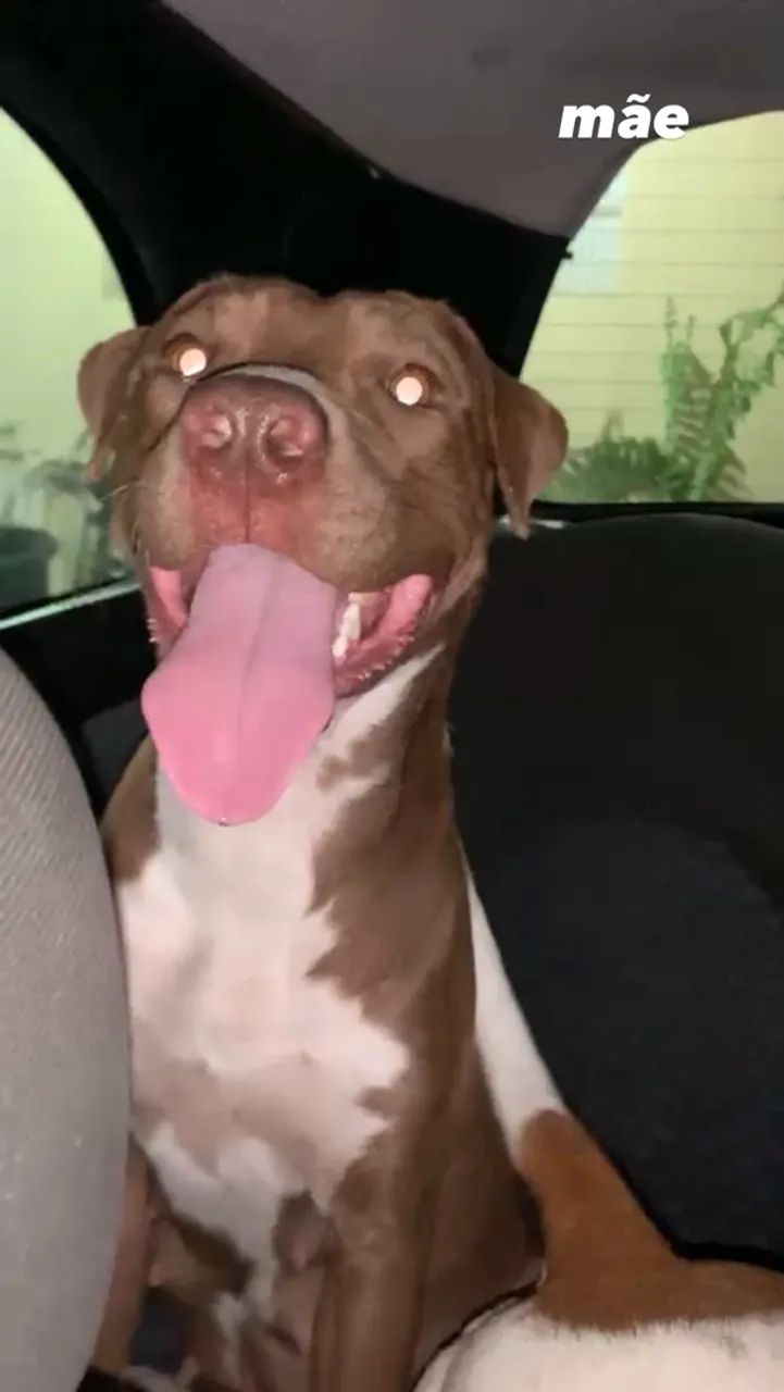 Pitbull  - Foto 3