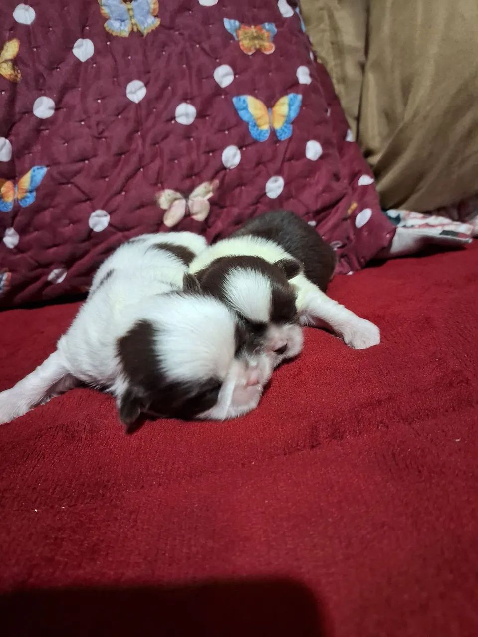 Vendas de cachorrinhos  - Foto 2