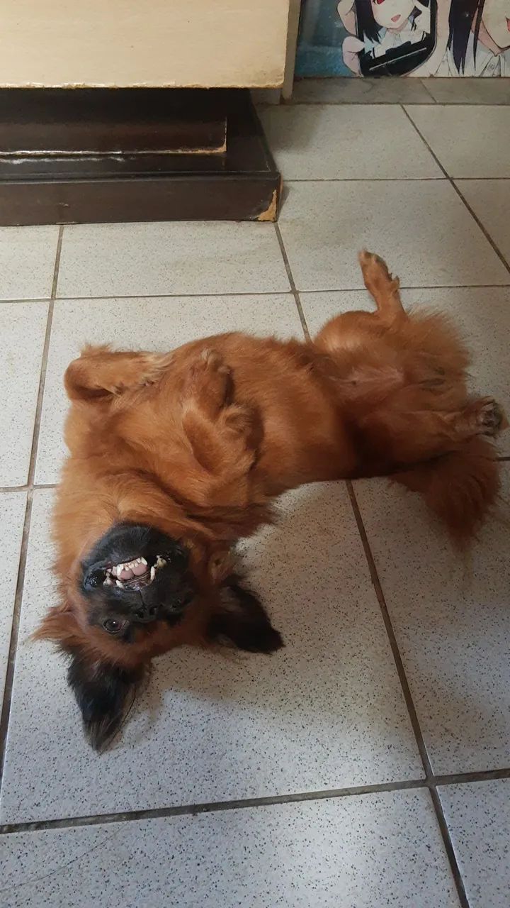 Procura se namorada - Foto 5