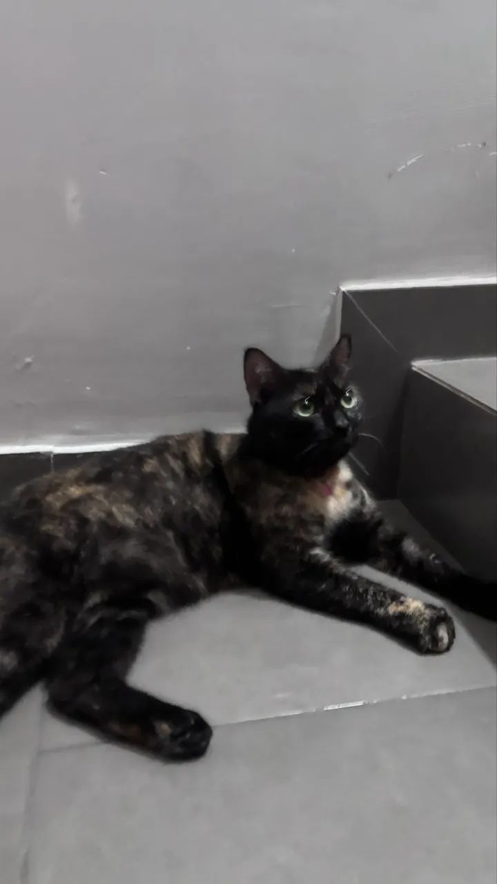 DOAÇÃO DE GATA - Foto 3