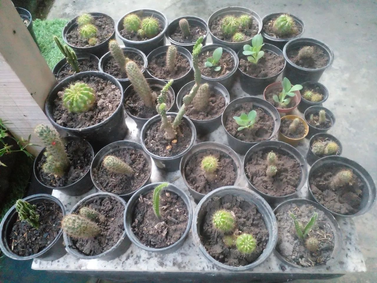 Coleção de  mini cactos  - Foto 3