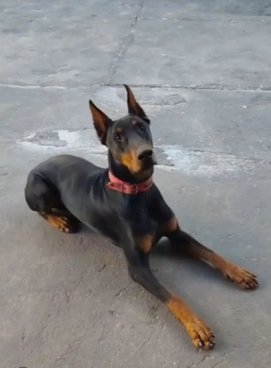 Doberman  - Foto 2