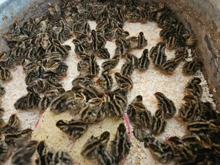 Codornas Disponíveis 