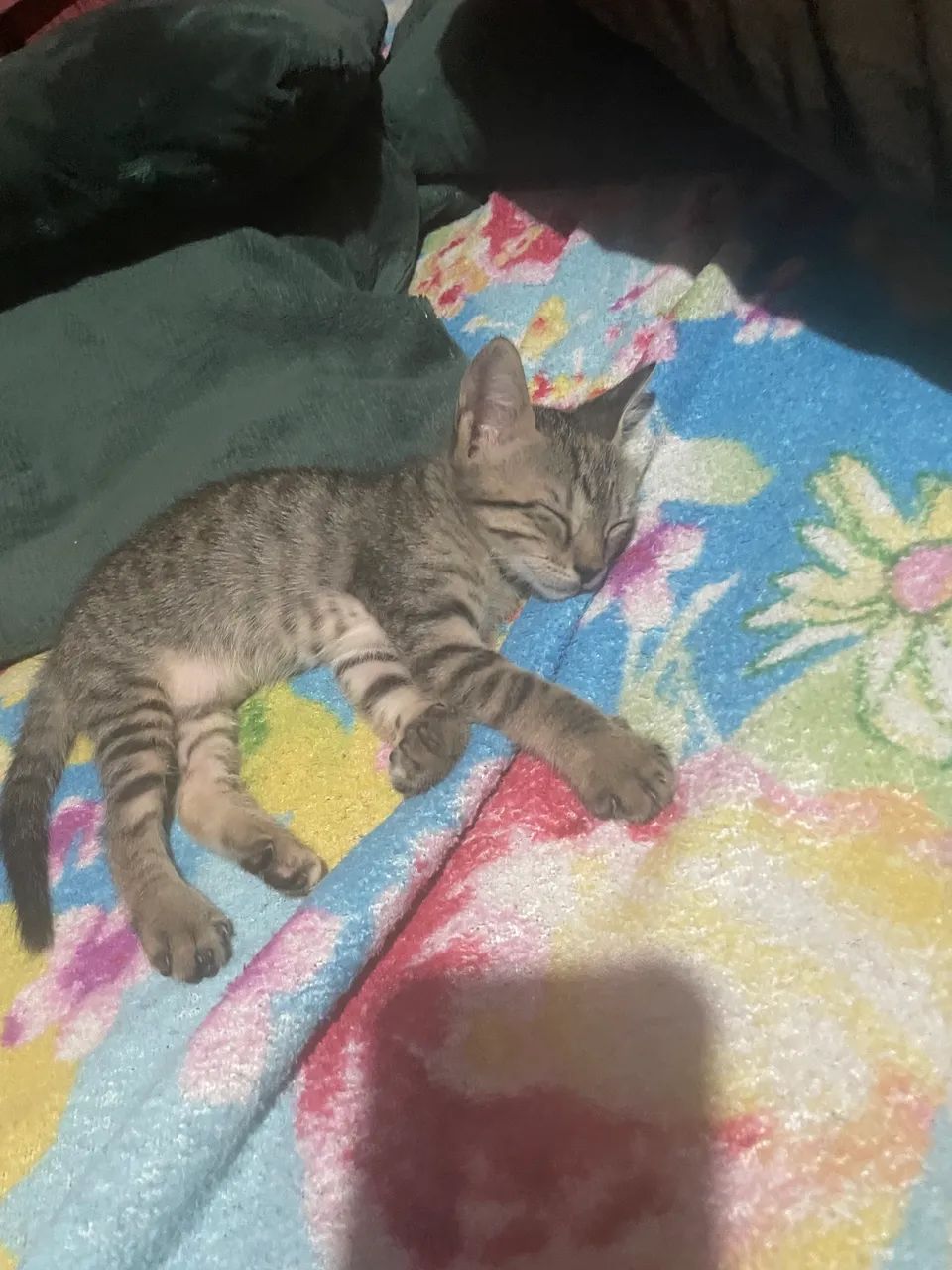 Gatinha  - Foto 3