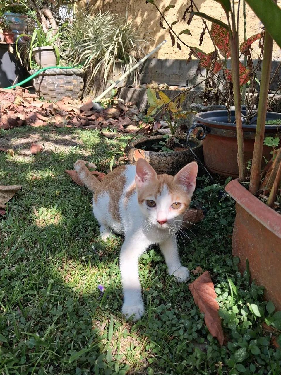 Gato macho 3 meses de idade