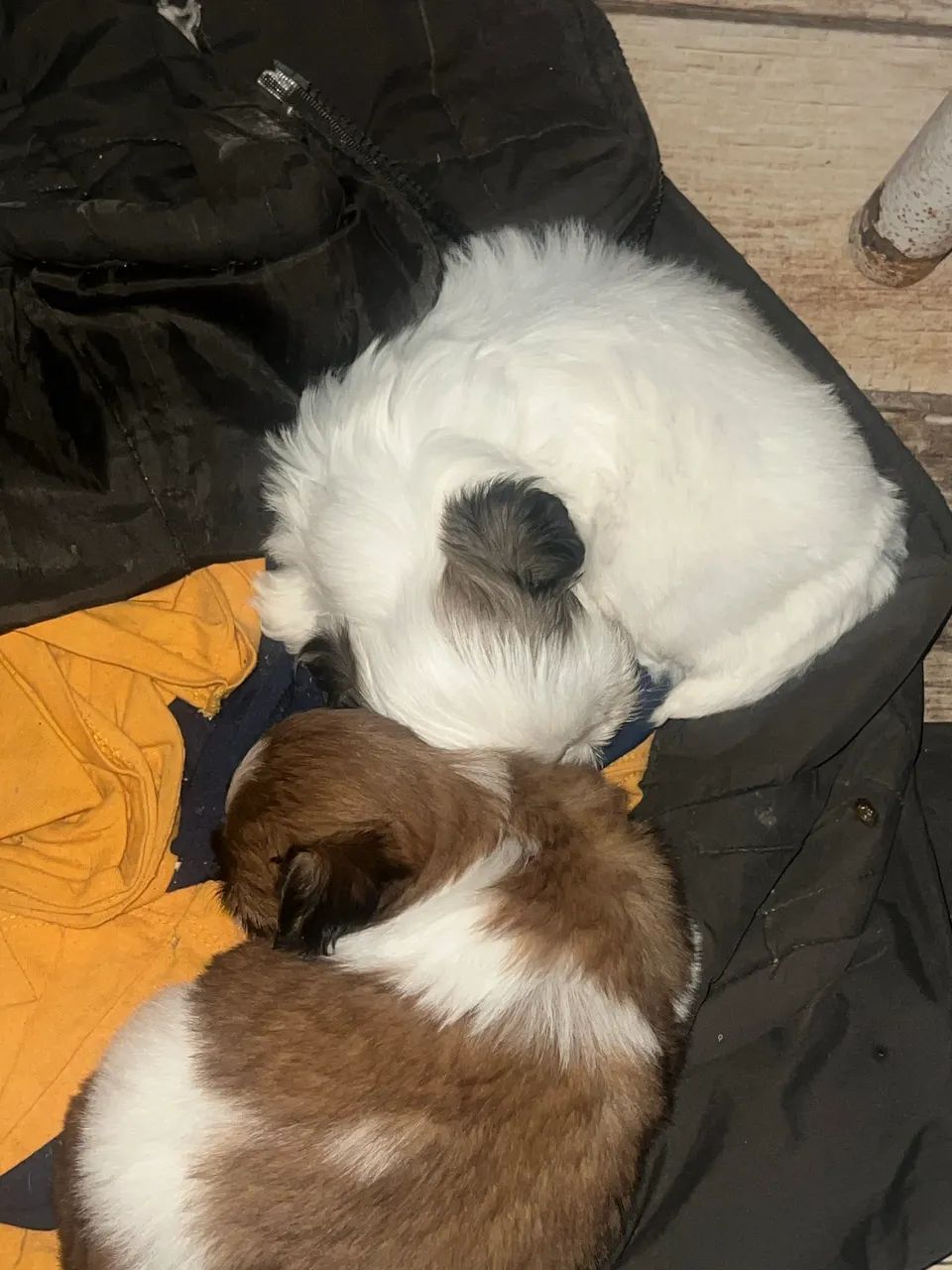 Shihtzu  - Foto 3