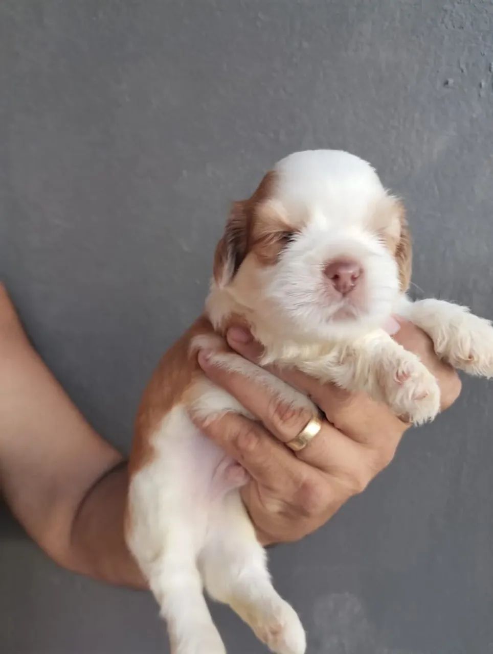 Lhasa Apso Promoção  - Foto 2