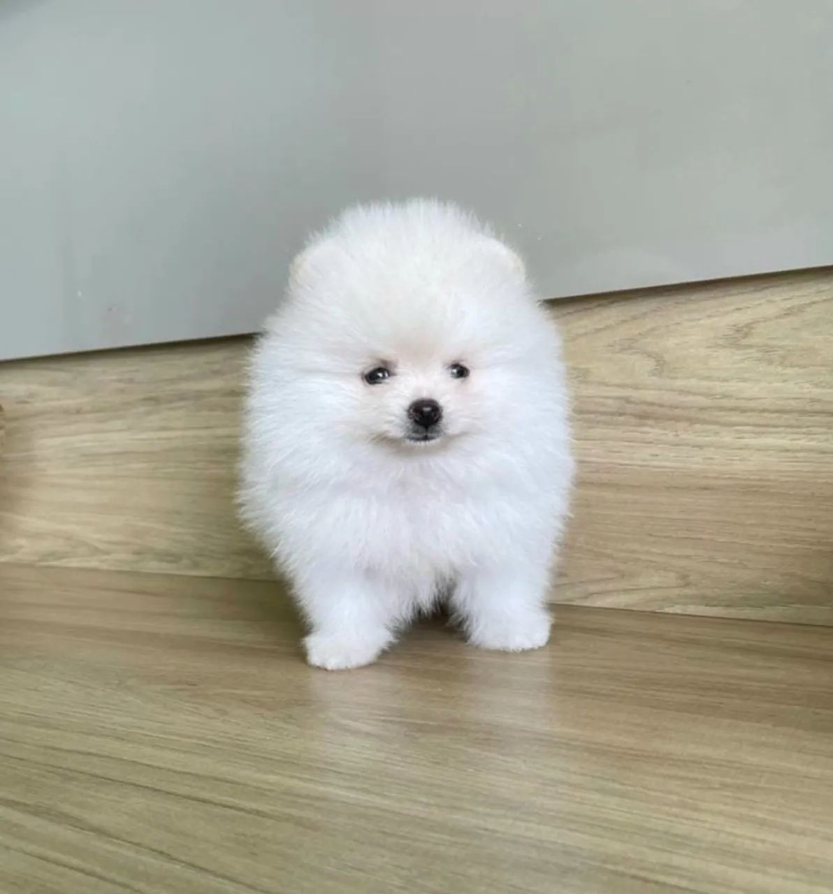 Lulu da Pomerânia Anões todas as cores - Foto 4