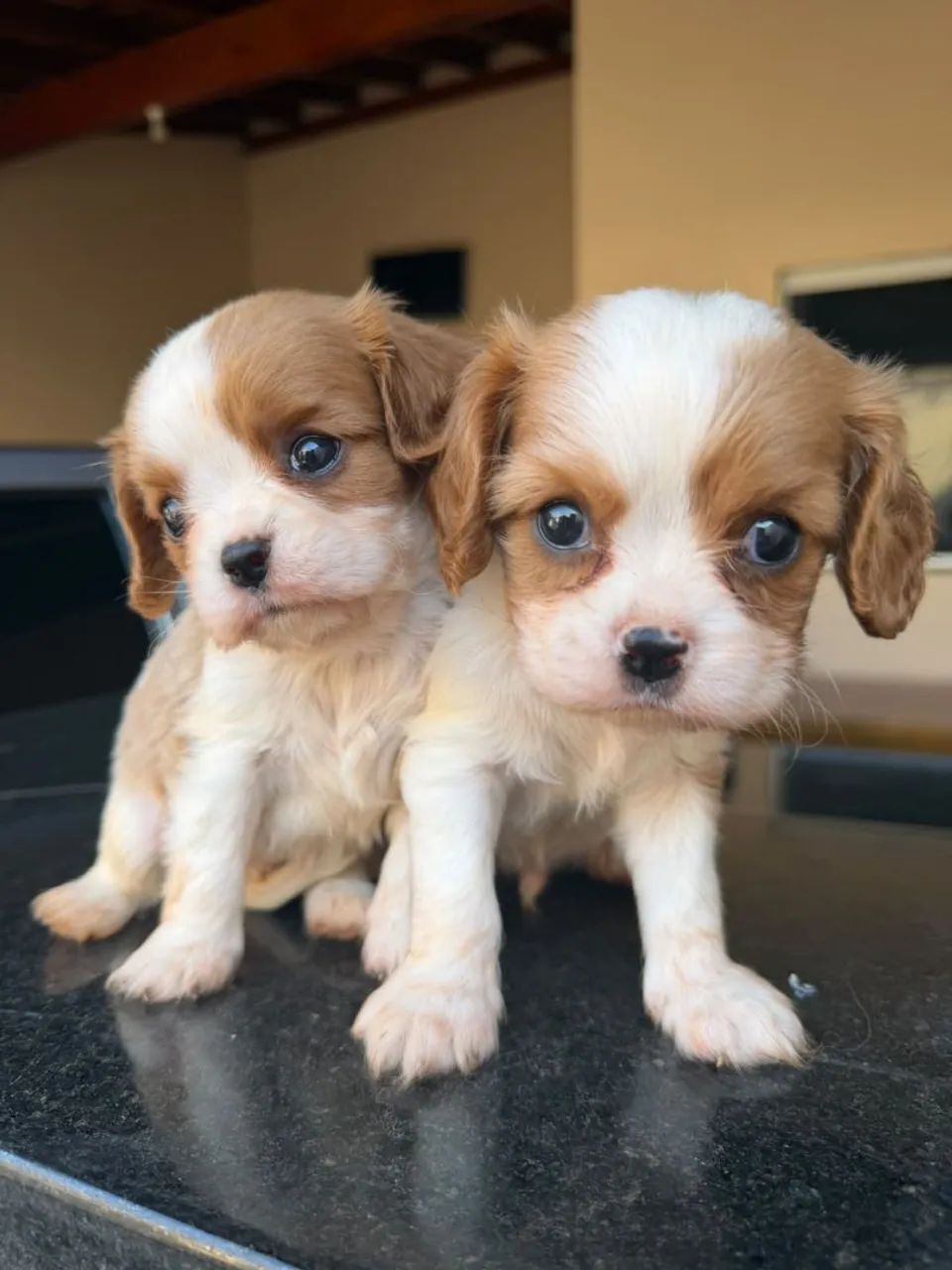 Cavalier disponível 