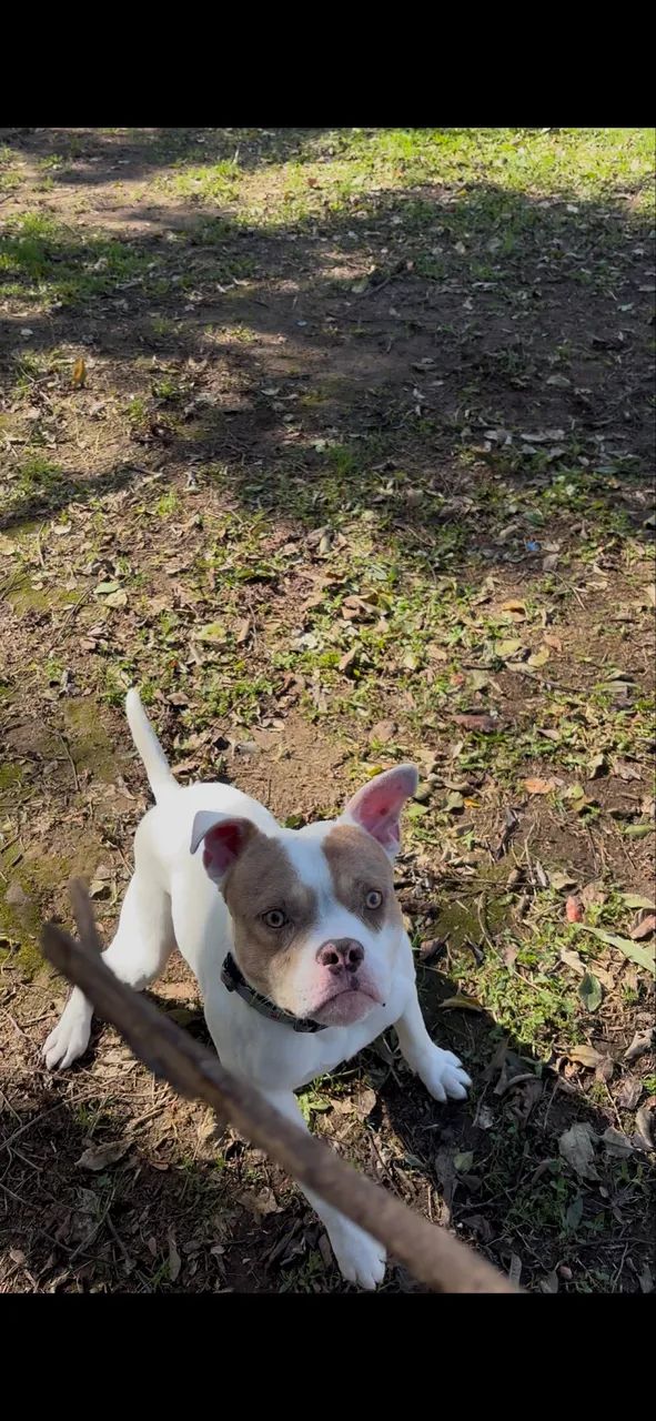 Vendo Pit bul  - Foto 4