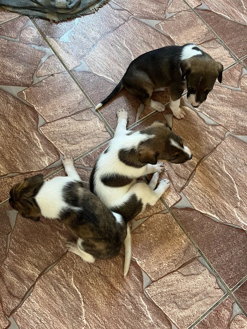 Adoção fêmea  - Foto 3