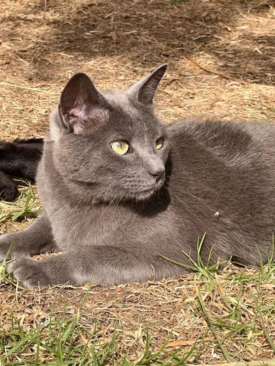 Russian Blue  - Foto 3