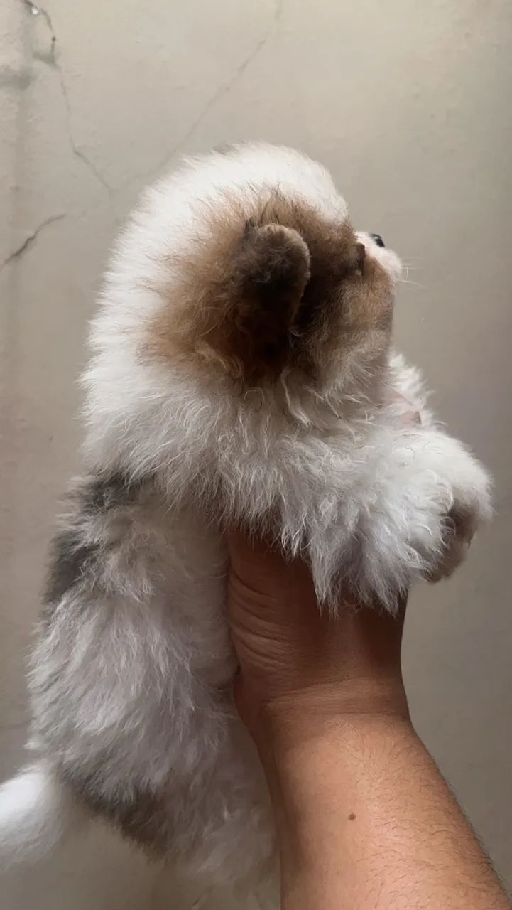 Spitz alemão macho  - Foto 2
