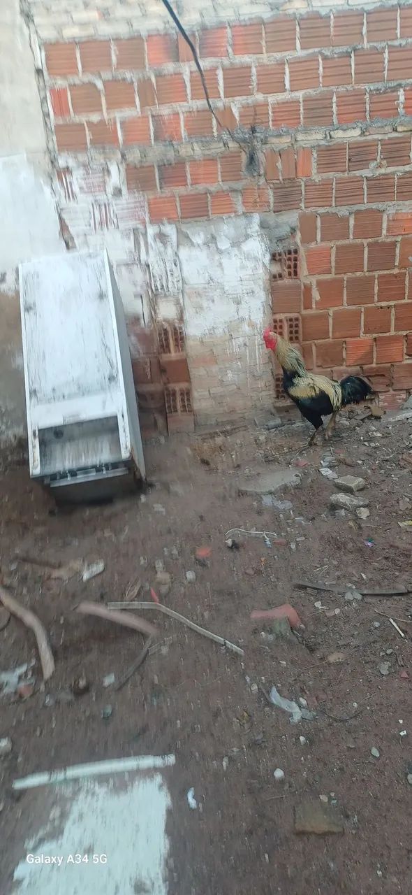 Galo  - Foto 3