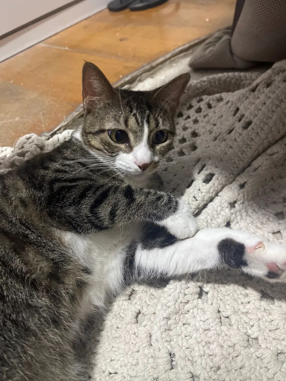 Gata - Foto 2