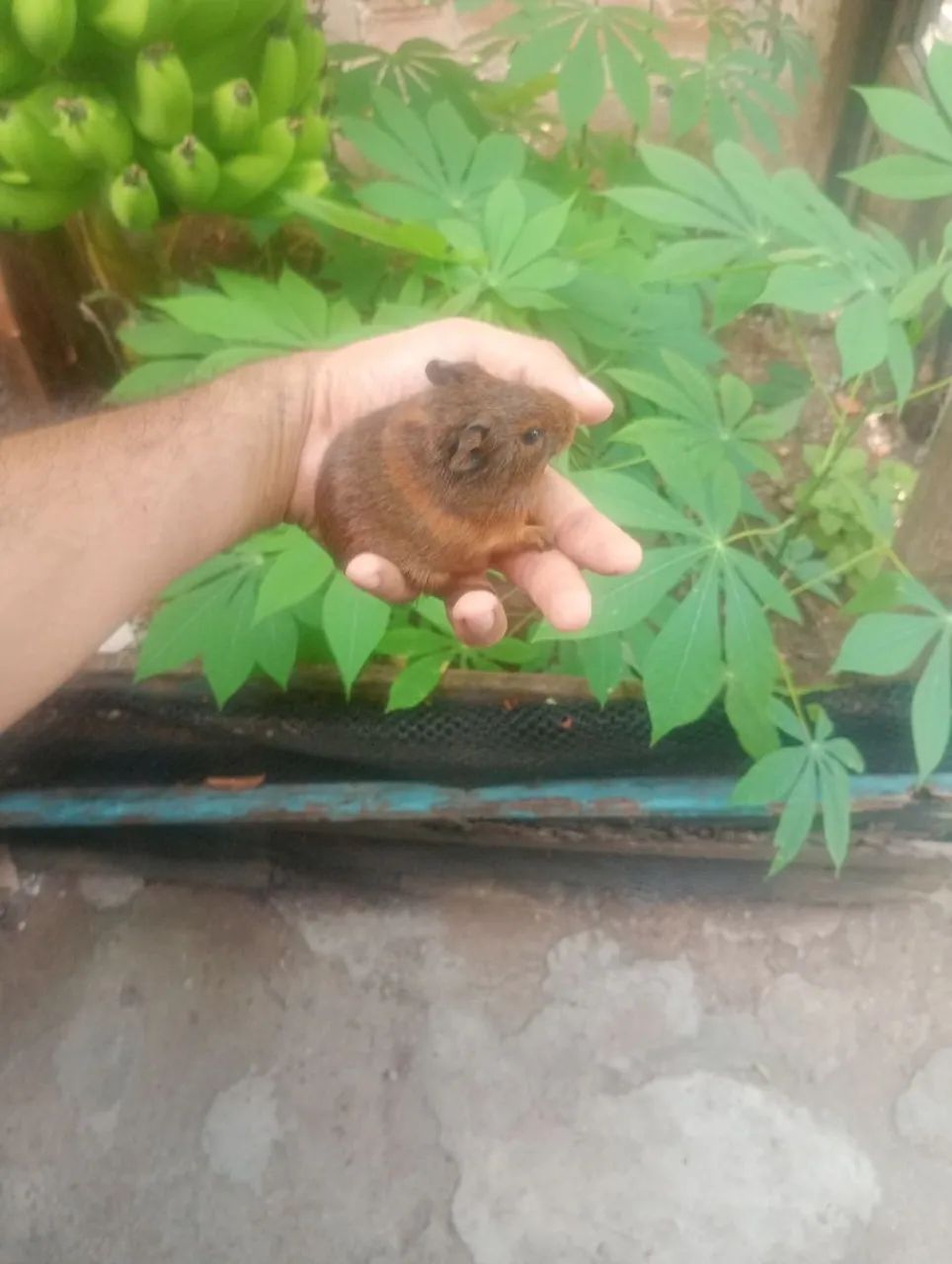 Porquinhos da índia filhote  - Foto 3