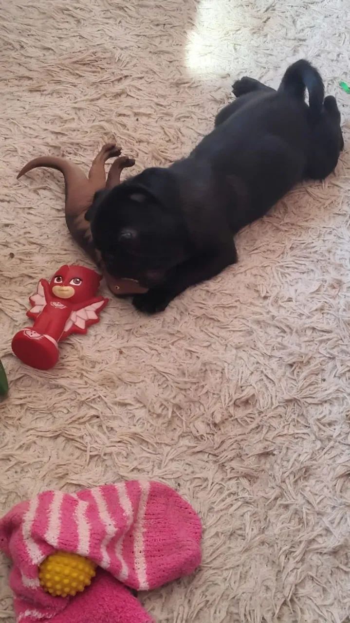 Mine Pug macho Black  - Foto 3