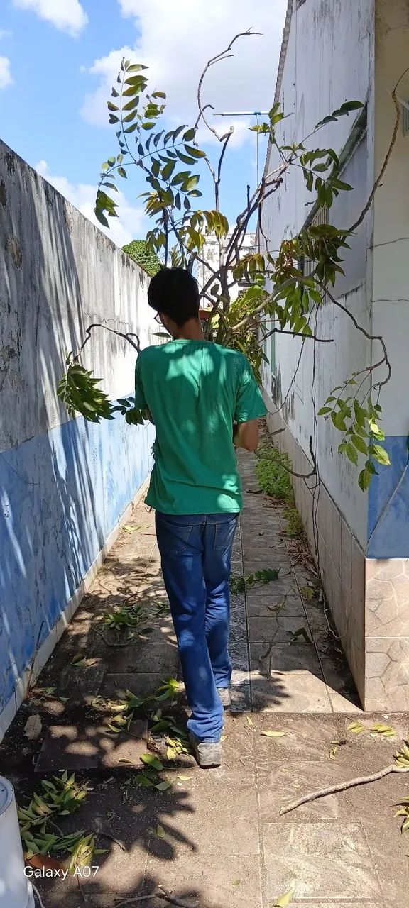 Servicos de poda e Jardinagem em geral  - Foto 5