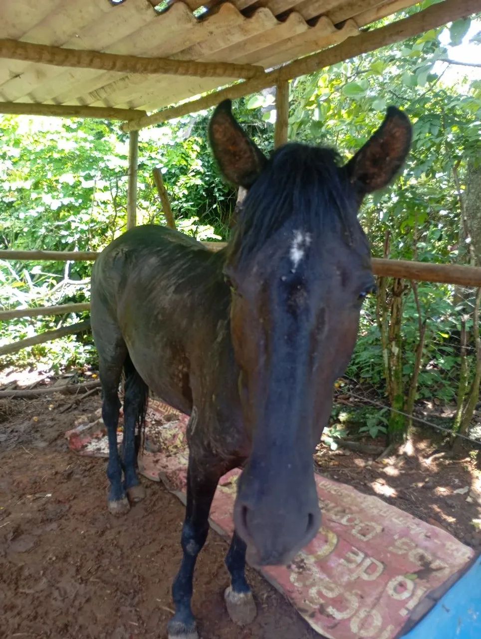 Cavalo Mangalarga  - Foto 3