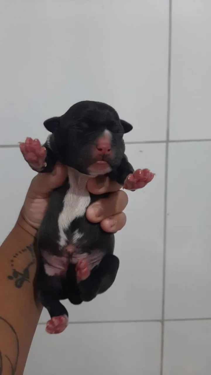 Filhotes Pitbull (Reserva) - Foto 5