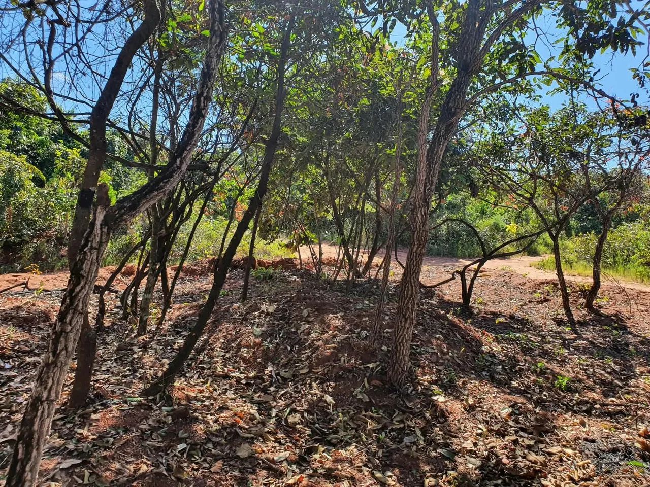 Transfiro Terreno PALOMAR - Foto 4