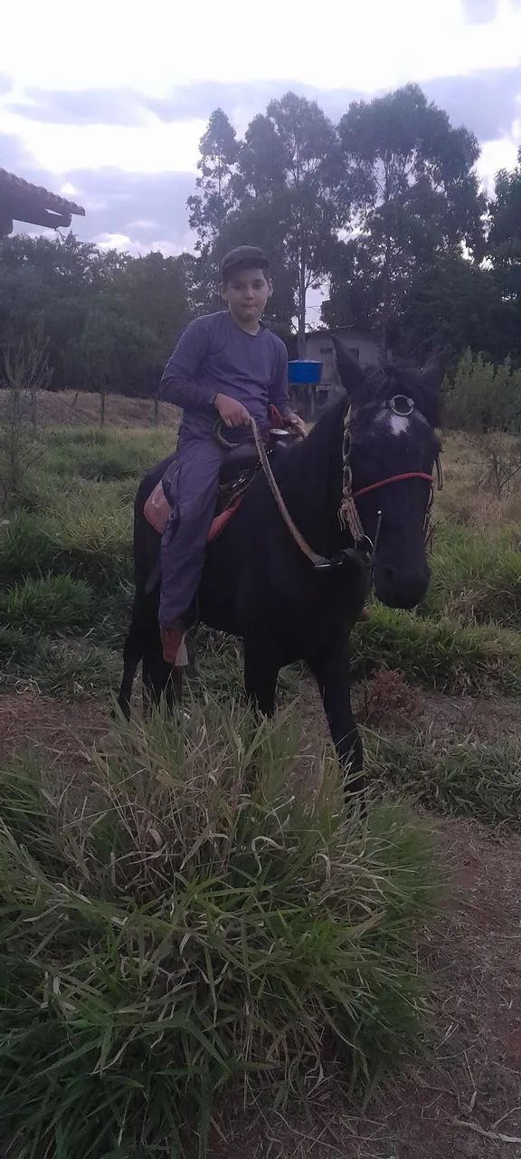 Cavalo manso - Foto 6