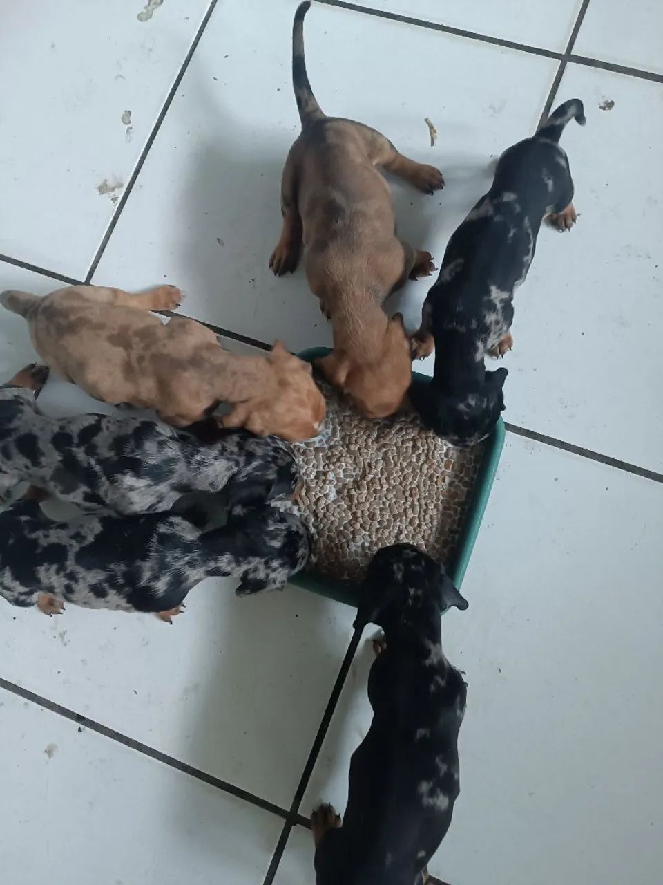 Filhotes Dachshund
