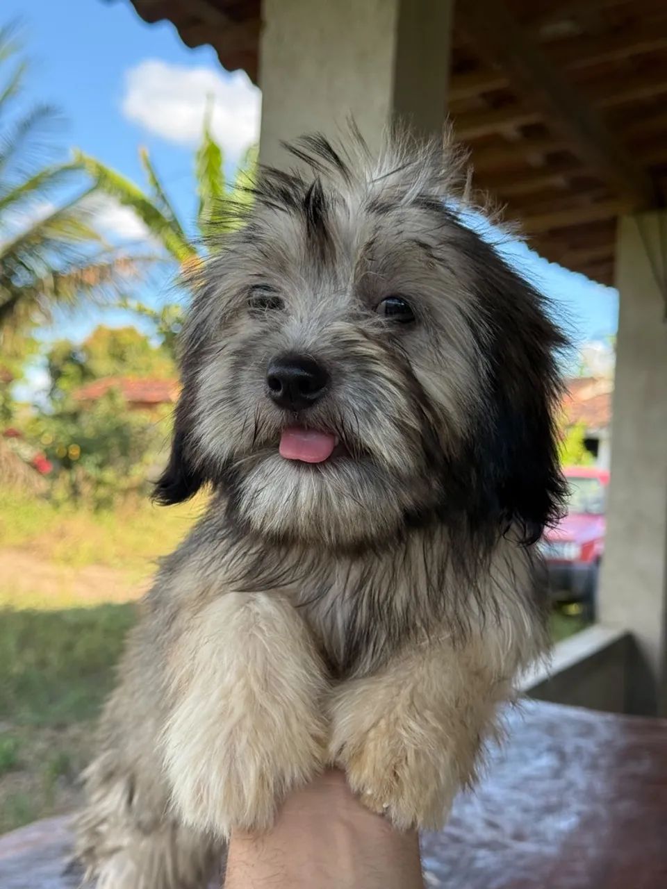 Lhasa Apso Canil  - Foto 3