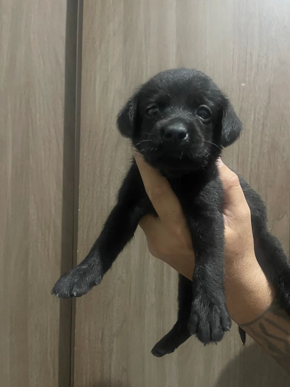 Filhote de labrador  - Foto 4