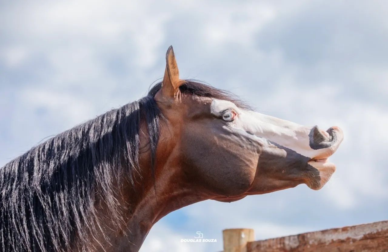 Garanhão Quarto de Milha Gotta A Chex - Foto 4