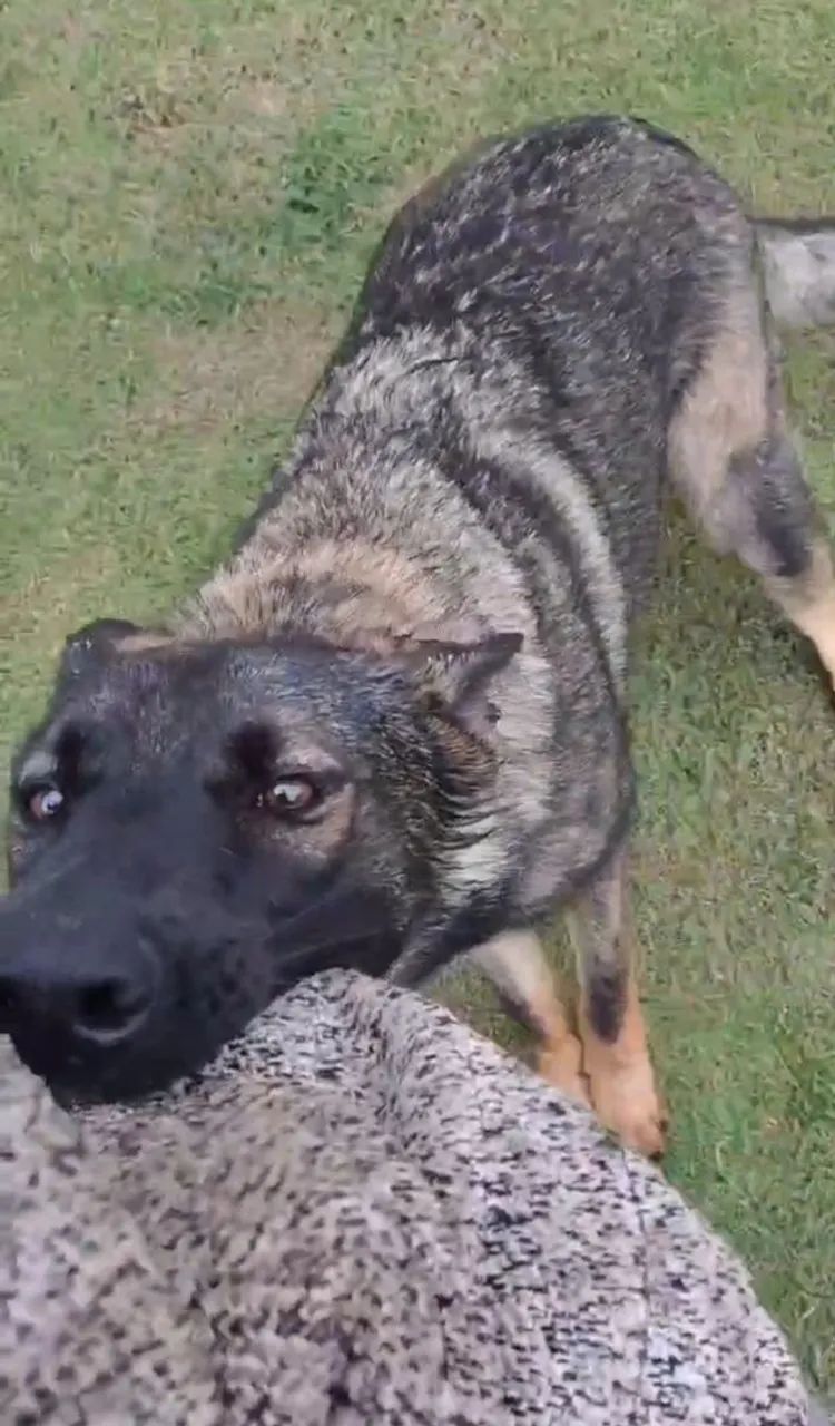 Pastor alémao cinza  - Foto 4