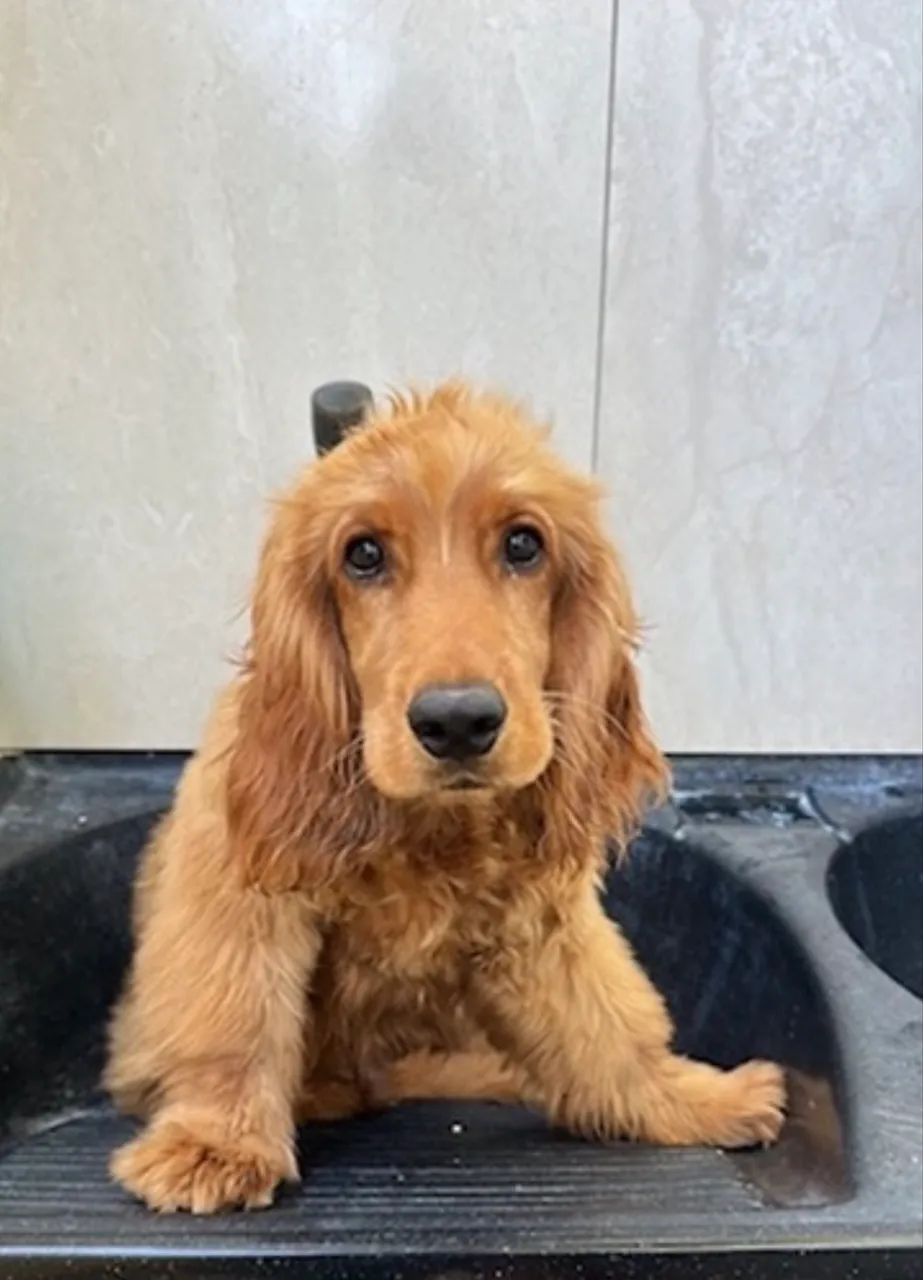 Coocker Spaniel 1 ano - Foto 2