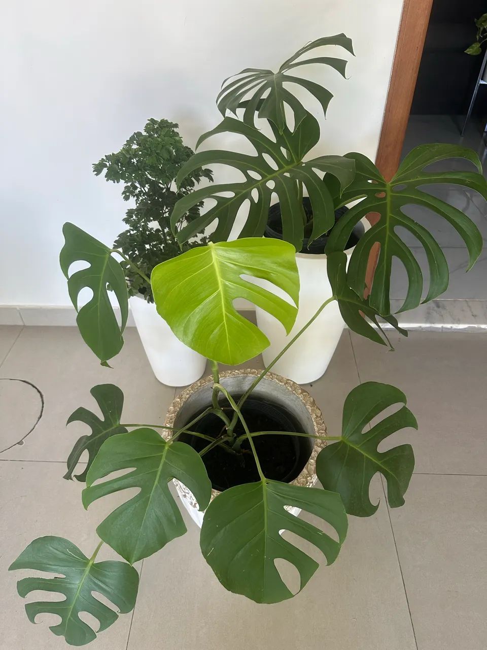 Plantas diversas