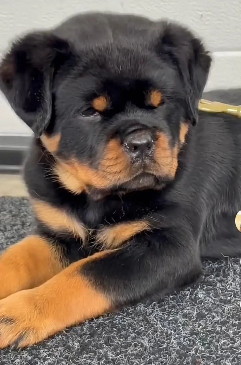 FILHOTES DE ROTTWEILER - Foto 2