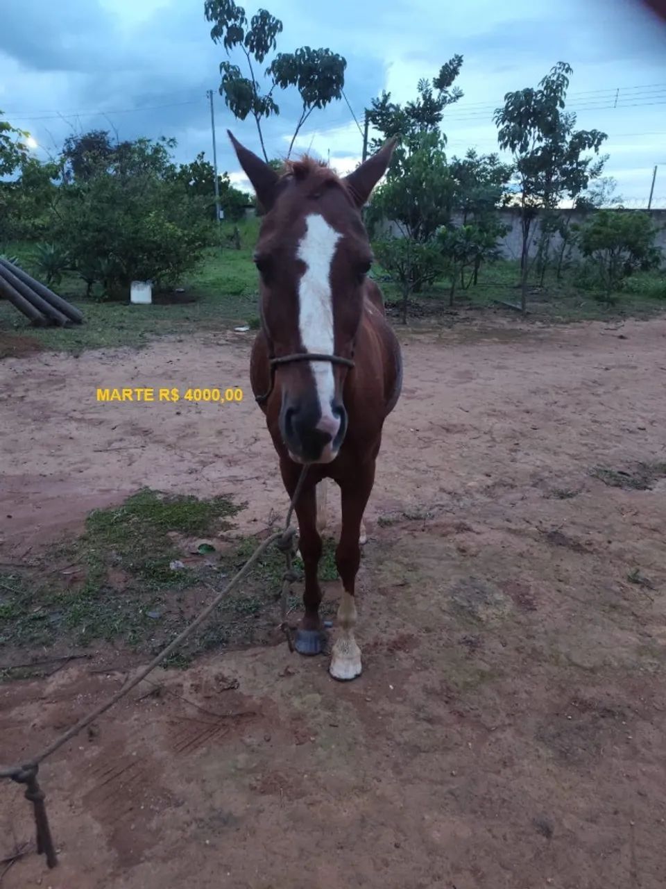 Cavalos castrados mansos de sela - Foto 5