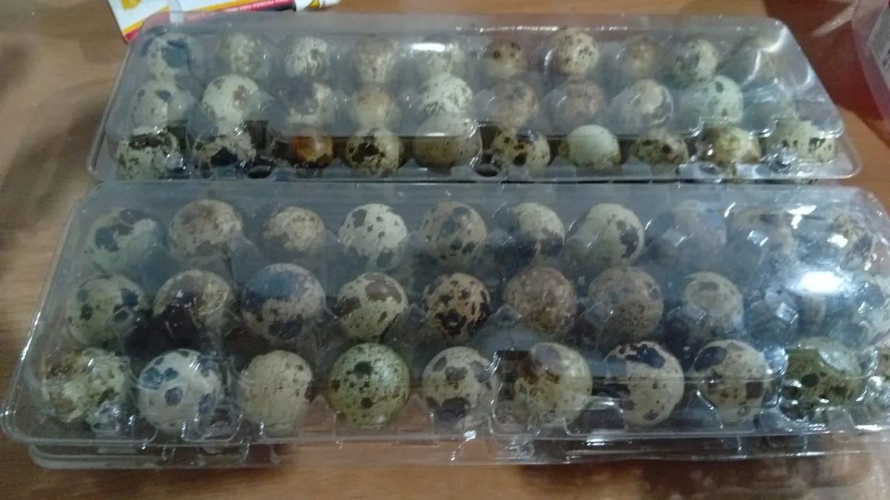 Ovos de codorna gigante galados