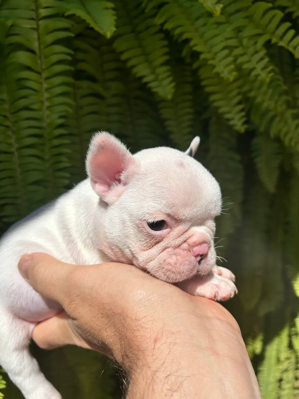 Bulldog Francês 