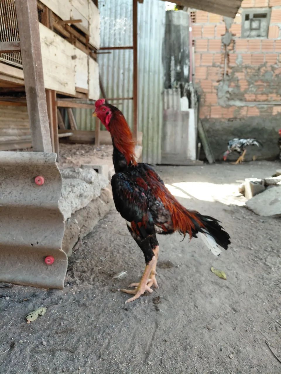 Frango. - Foto 5