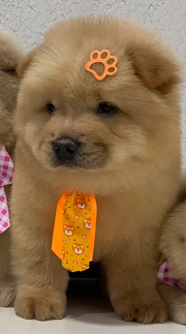 Filhote CHOW CHOW  - Foto 2