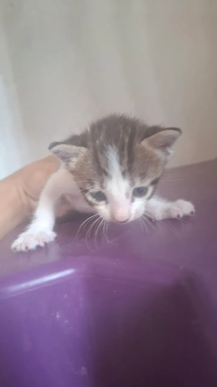 Gato - Foto 3