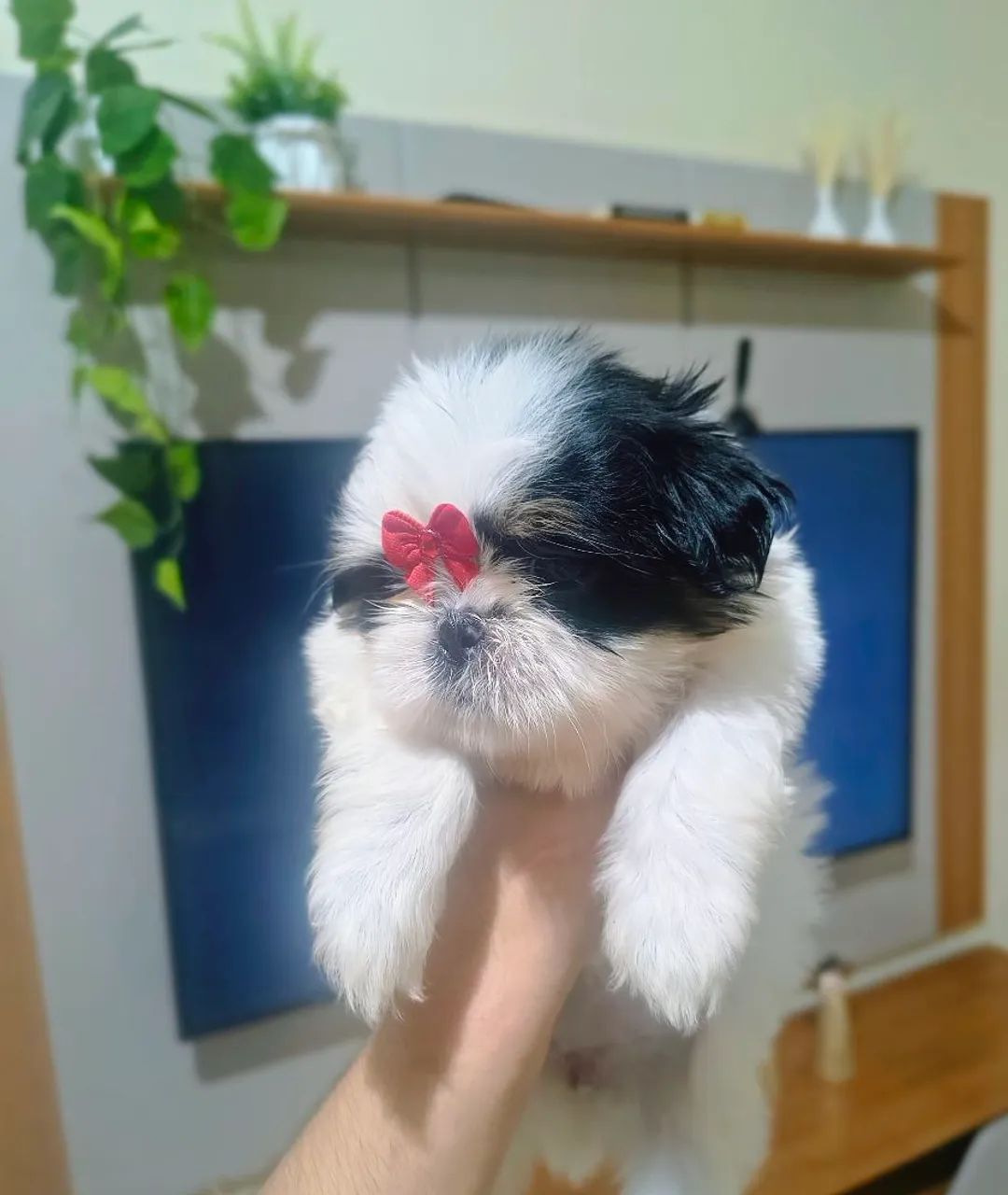 Fêmea Shih Tzu micro 