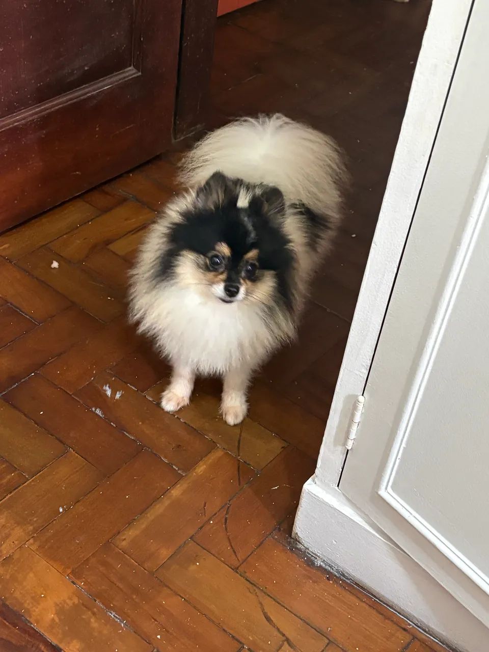 Macho spitz alemão anão - Foto 4