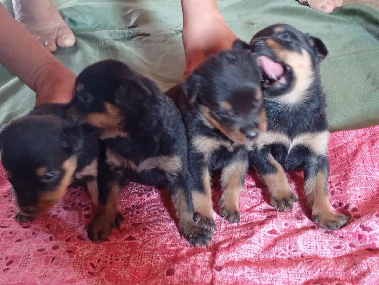 Vende se filhotes de rottweiler  - Foto 3