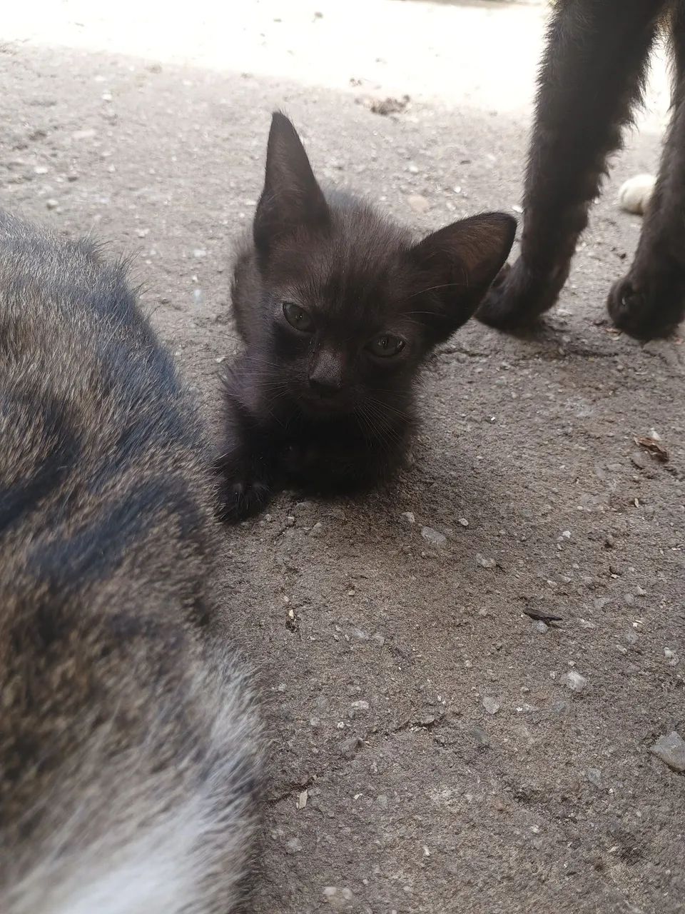 Gatinha para doação  - Foto 4